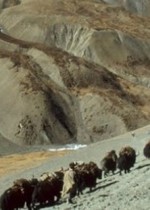 dolpo3