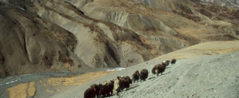 dolpo3