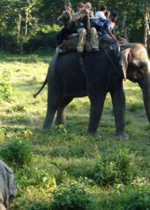 jungle-safari