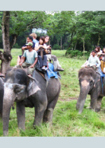 jungle-safari2